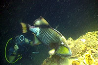 student filming triggerfish