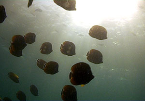 school of butterflyfish