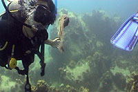 crsytal dive student koh tao