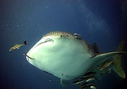whaleshark koh tao