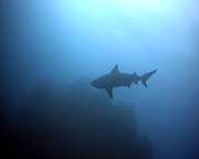 videograher filiming bullsharks at chumphon pinnacle koh tao