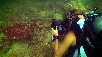hawksbill turtle - thailand