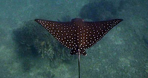 eagle ray - thailand