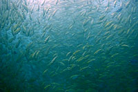 underwater video course