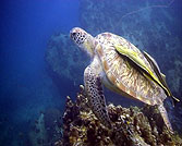 green turtle koh tao