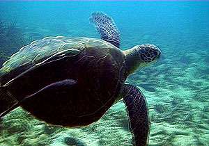 turtle