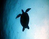 green turtle koh tao
