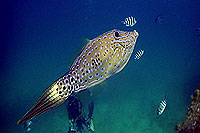 scribble filefish - koh tao