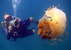 underwater videographer