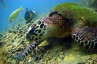 koh tao - turtle