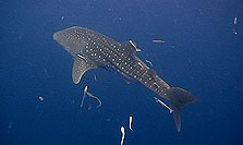 whaleshark chumphon thailand