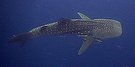 whaleshark