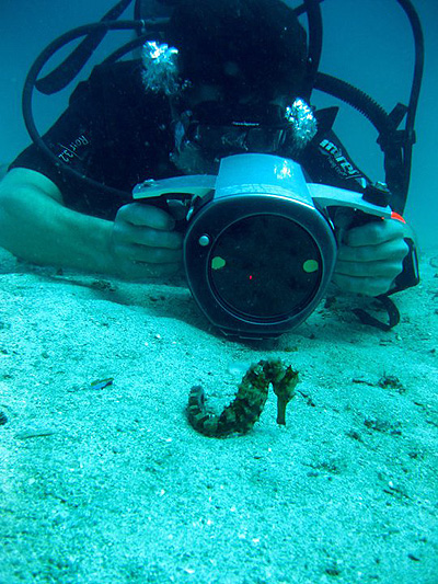 trainee filming a seahorse - koh tao