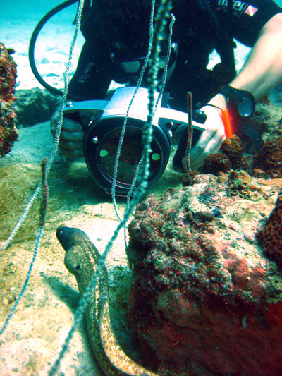 videographer films moray eel - koh tao