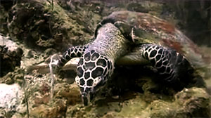 hawksbill turtle, koh tao