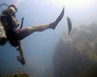 triggerfish white rock