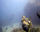 triggerfish white rock