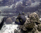 triggerfish white rock