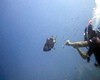 triggerfish white rock
