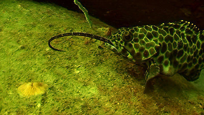 grouper feeding on pipefish