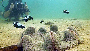 underwater video training on koh tao