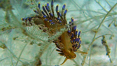nudibranch filmed on koh tao
