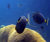 unicorn fish koh tao