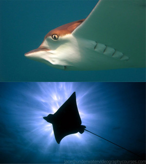 photography com winners - koh tao