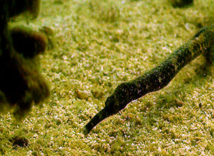 pipe fish - thailand