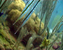 razor fish