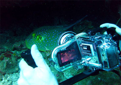 underwater video trainee