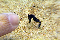 Juv Seahorse