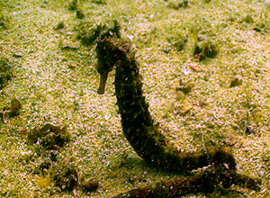 seahorse - twin peaks