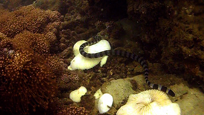 sea snake - thailand