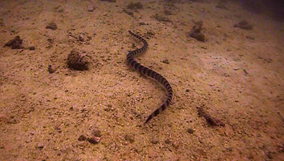 sea krait - koh tao