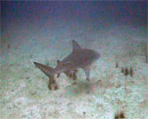 videograher filiming bullsharks at chumphon pinnacle koh tao