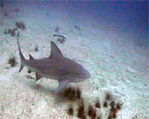 videograher filiming bullsharks at chumphon pinnacle koh tao