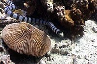 banded sea snake koh tao thailand