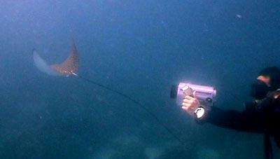 eagle ray