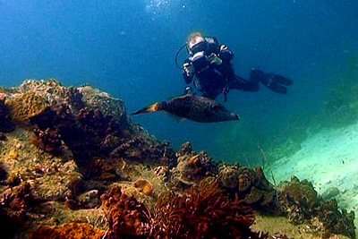 film student koh tao