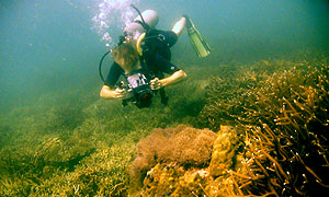 video trainee - koh tao'