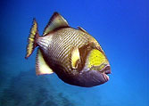 titan triggerfish koh tao