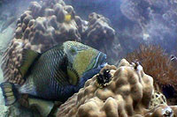 triggerfish koh tao