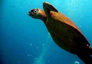 hawksbill turtle