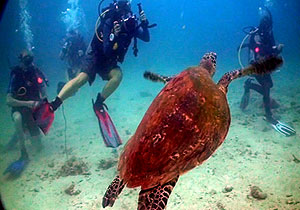 turtle being filmed