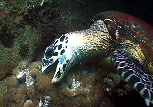 hawksbill turtle - Koh Tao - Thailand