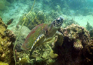 hawksbill turtle