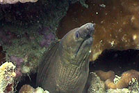 undulated moray eel