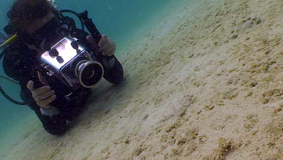 thailand film student filming a peacock sole