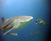 whaleshark koh tao